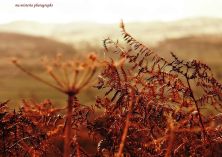 autumn bracken.jpg